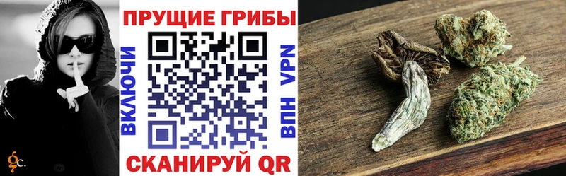Псилоцибиновые грибы Cubensis Купить где Тверь